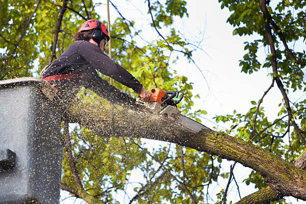 treeremoval3